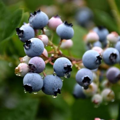 Blueberry Bush "Bluecrop" Variety