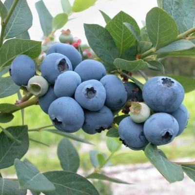 Blueberry Bush "Patriot" Variety