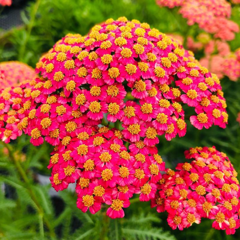 Estabrook's - Achillea x 'Firefly Peach Sky' #1 PW