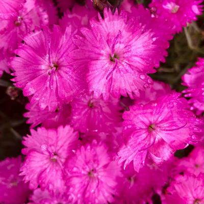 An image of Dianthus g. 'Fire Witch' #1