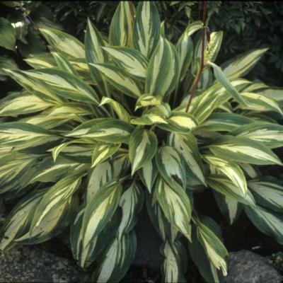 An image of Hosta 'Cherry Berry' #1