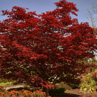 An image of Acer pal. 'Bloodgood' #10 SQ