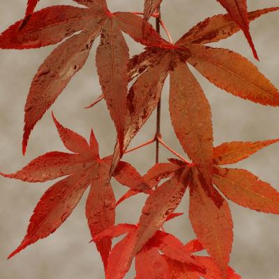 An image of Acer pal. 'Emperor I' #5