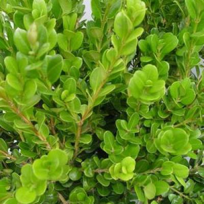 An image of Buxus m. 'Winter Gem' #7