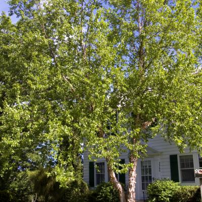 An image of Betula n. 'Heritage' #10 SQ CL