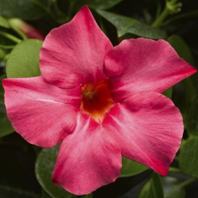 Mandevilla 'Madinia Coral Pink' 1 qt