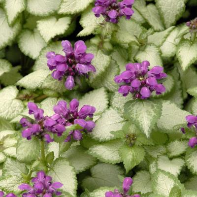 An image of Lamium m. 'Purple Dragon' #1
