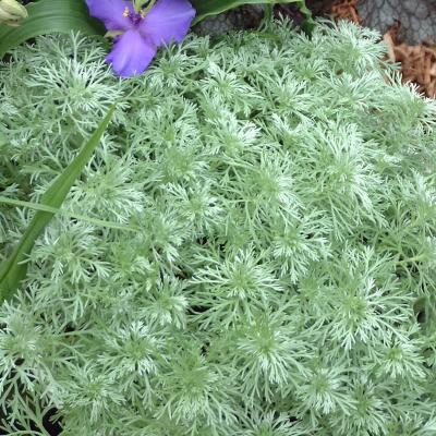 An image of Artemisia schmidt. 'Silver Mound' #1