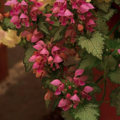 An image of Lamium m. 'Orchid Frost' #1