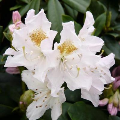 An image of Rhododendron cat. 'Cunningham's White' #7
