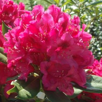 An image of Rhododendron cat. 'Nova Zembla' #5