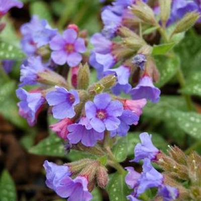 An image of Pulmonaria x 'Trevi Fountain' #1