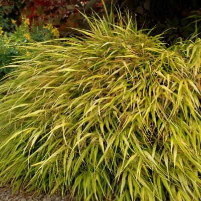 An image of Hakonechloa m. 'All Gold' #1