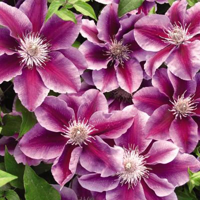 An image of Clematis 'Kilian Donahue' #2 STAKED