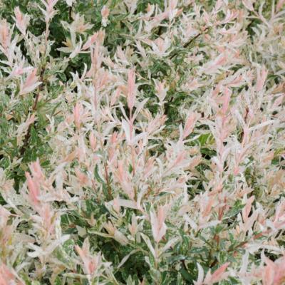 An image of Salix in. 'Flamingo' #5