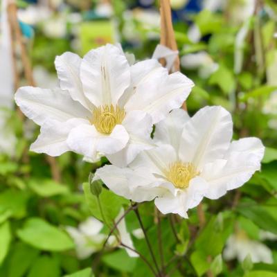 An image of Clematis 'Toki' #2 STAKED