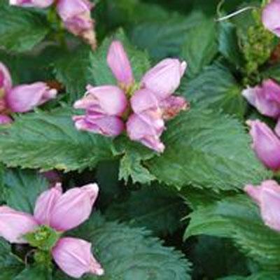 An image of Chelone lyonii 'Hot Lips' #1