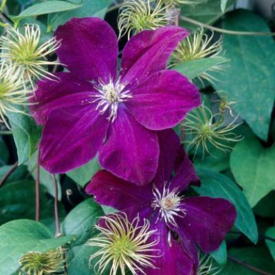 An image of Clematis 'Rouge Cardinal' #2 STAKED
