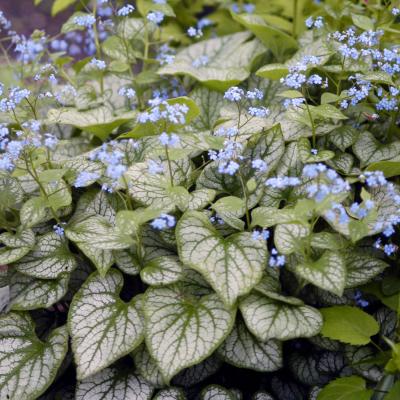 An image of Brunnera m. 'Jack Frost' #1
