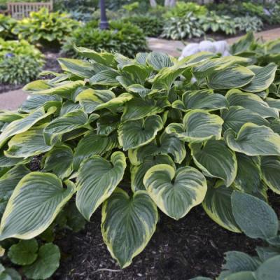 An image of Hosta 'Victory' #1