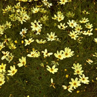 An image of Coreopsis v. 'Moonbeam' #1