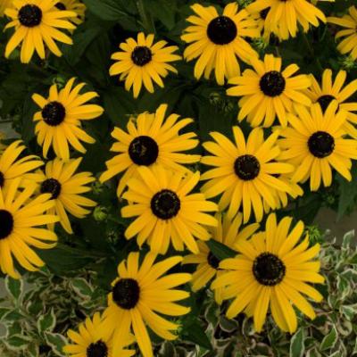 An image of Rudbeckia f. 'Early Bird Gold' #1
