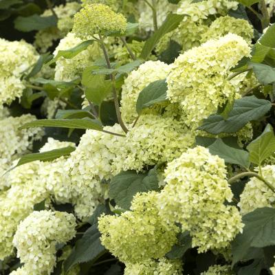 An image of Hydrangea arb. 'Bar Harbor' #2