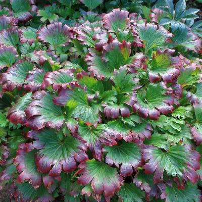 An image of Mukdenia rossii 'Crimson Fans' #2