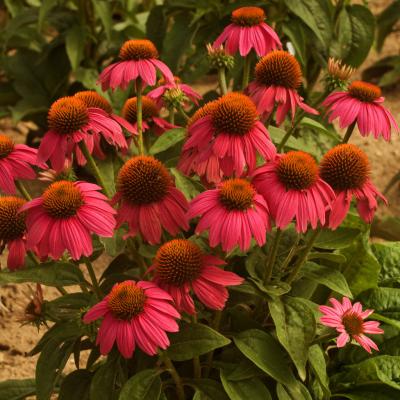An image of Echinacea x 'Pow Wow Wild Berry' #1
