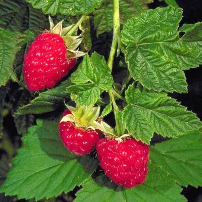 An image of Rubus id. 'Canby Red' #2