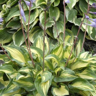 An image of Hosta 'Fantasy Island' #1