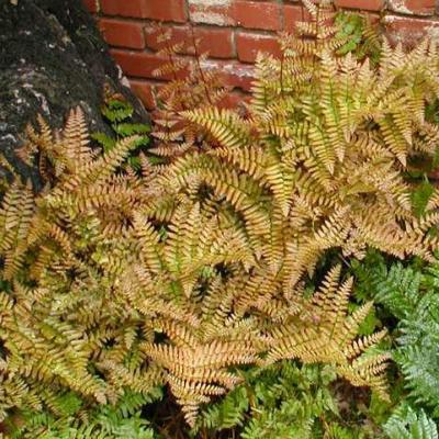 An image of Dryopteris erythrosora #2