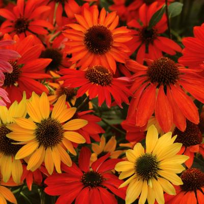 An image of Echinacea x 'Cheyenne Spirit' #1