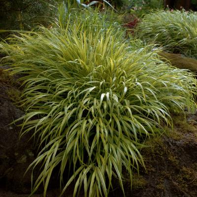An image of Hakonechloa m. 'Aureola' #1