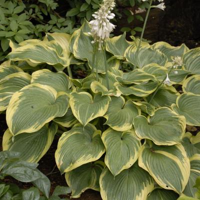 An image of Hosta 'Earth Angel' #1
