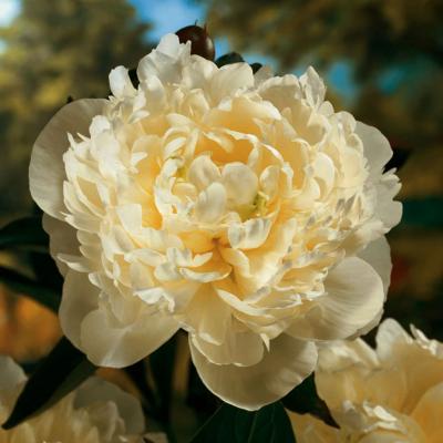 An image of Paeonia l. 'Duchesse De Nemours' #2