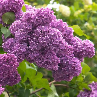 An image of Syringa vulgaris #5