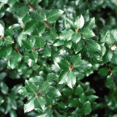 An image of Ilex v. 'Jim Dandy' #3
