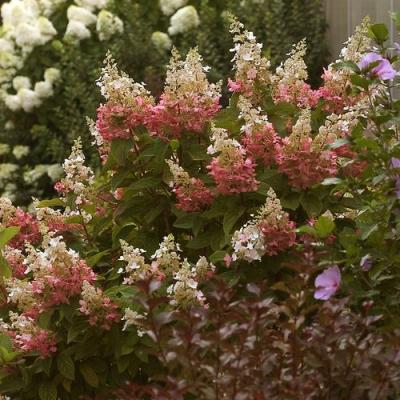 An image of Hydrangea p. 'Pinky Winky' Super 3