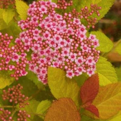 An image of Spiraea j. 'DP Big Bang' Super 3