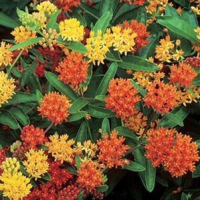 An image of Asclepias tuberosa 'Gay Butterflies' #2