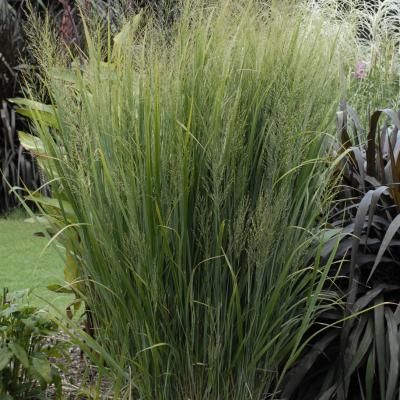 An image of Panicum v. 'Northwind' #2