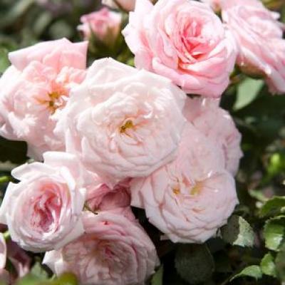 An image of Rosa 'Drift Sweet' SuperTwo