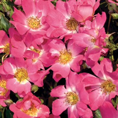 An image of Rosa 'Drift Pink' SuperTwo