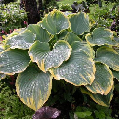 An image of Hosta 'Sagae' #1