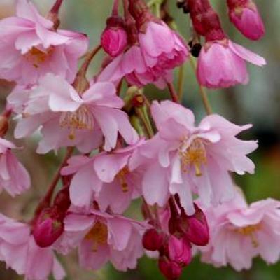 An image of Prunus x s. 'Pendula' #15