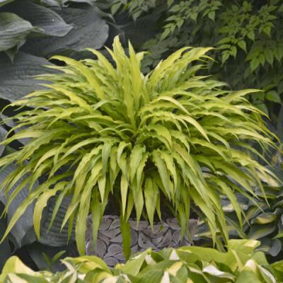 An image of Hosta 'Curly Fries' #1
