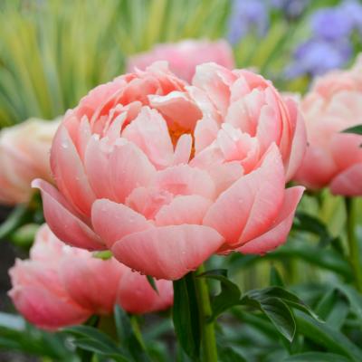 An image of Paeonia l. 'Coral Charm' #2