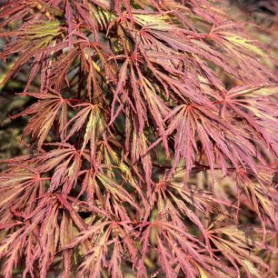 An image of Acer pal. d. 'Crimson Queen' #10 Squat