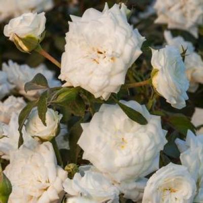 An image of Rosa 'Drift White' SuperTwo